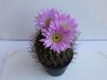 acanthocalycium-peitscherianum-600x400.jpg