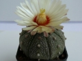 astrophytum-asterias-450x600.jpg