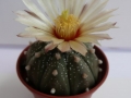astrophytum asterias_450x600.jpg