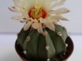 astrophytum capas f-2_450x600.jpg
