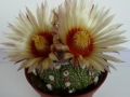 astrophytum capas f 2_450x600.jpg