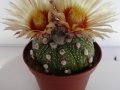 astrophytum capas f2 1_450x600.jpg