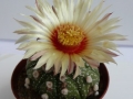 astrophytum capas-f2_450x600.jpg