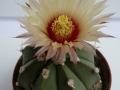 astrophytum capas f2_450x600.jpg