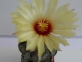 astrophytum capricorne_450x600.jpg