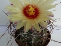 astrophytum capriocorne1_450x600.jpg