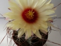 astrophytum capriocorne2_450x600.jpg