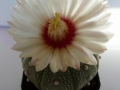 astrophytum esterias - zari 1_450x600.jpg