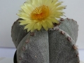astrophytum myrostigma-2_450x600.jpg