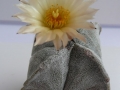 astrophytum myrostigma v_quadricostatum_450x600.jpg