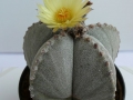 astrophytum myrostigma_450x600.jpg