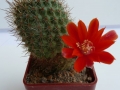 aylostera-gajasensii-450x600.jpg