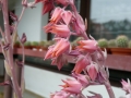 echeveria-elegans1-450x600.jpg