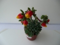 echeveria rondeli_600x450.jpg