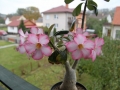 adenium-obesum-cele-kvet1-800x533.jpg
