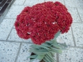 crasula-falcata4-800x600.jpg