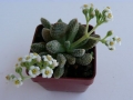 crasula-v-titanopsis-450x600.jpg
