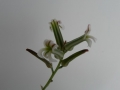 haworthia-limifolia-450x600.jpg
