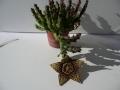 orbea-variegata-800x600.jpg